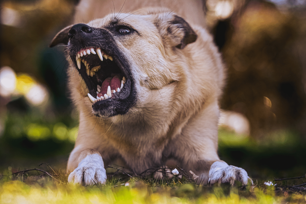 Get help, don't delay! Hire a reliable Personal Injury Lawyer in Santa Monica for immediate support.