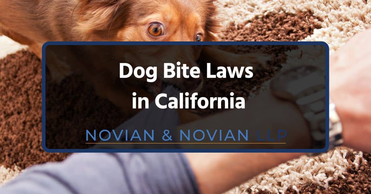 What to Do if a Dog Bites You in California?